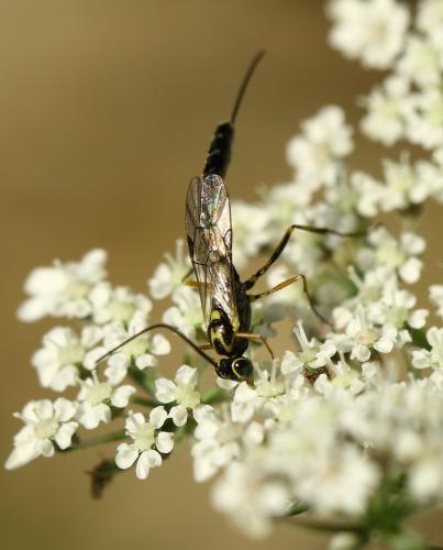 Cremastinae